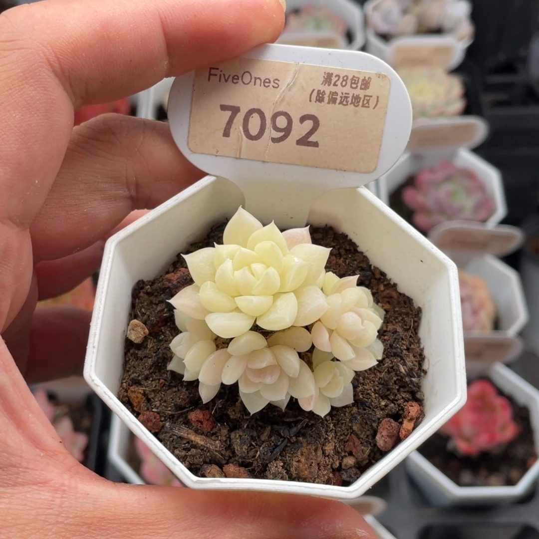 白天鹅7092-5厘米