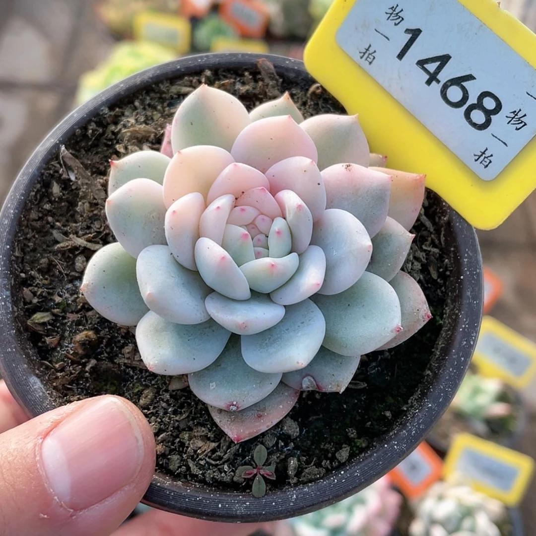 【闪购商品】1468号