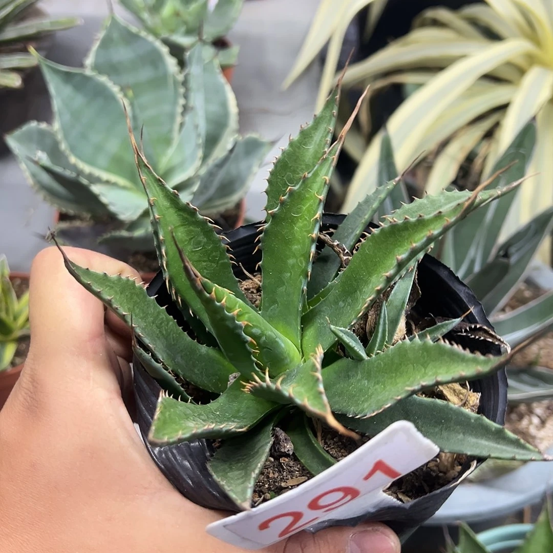 密刺蒙塔娜龙舌兰