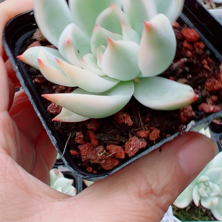 吉娃娃锦多肉植物332