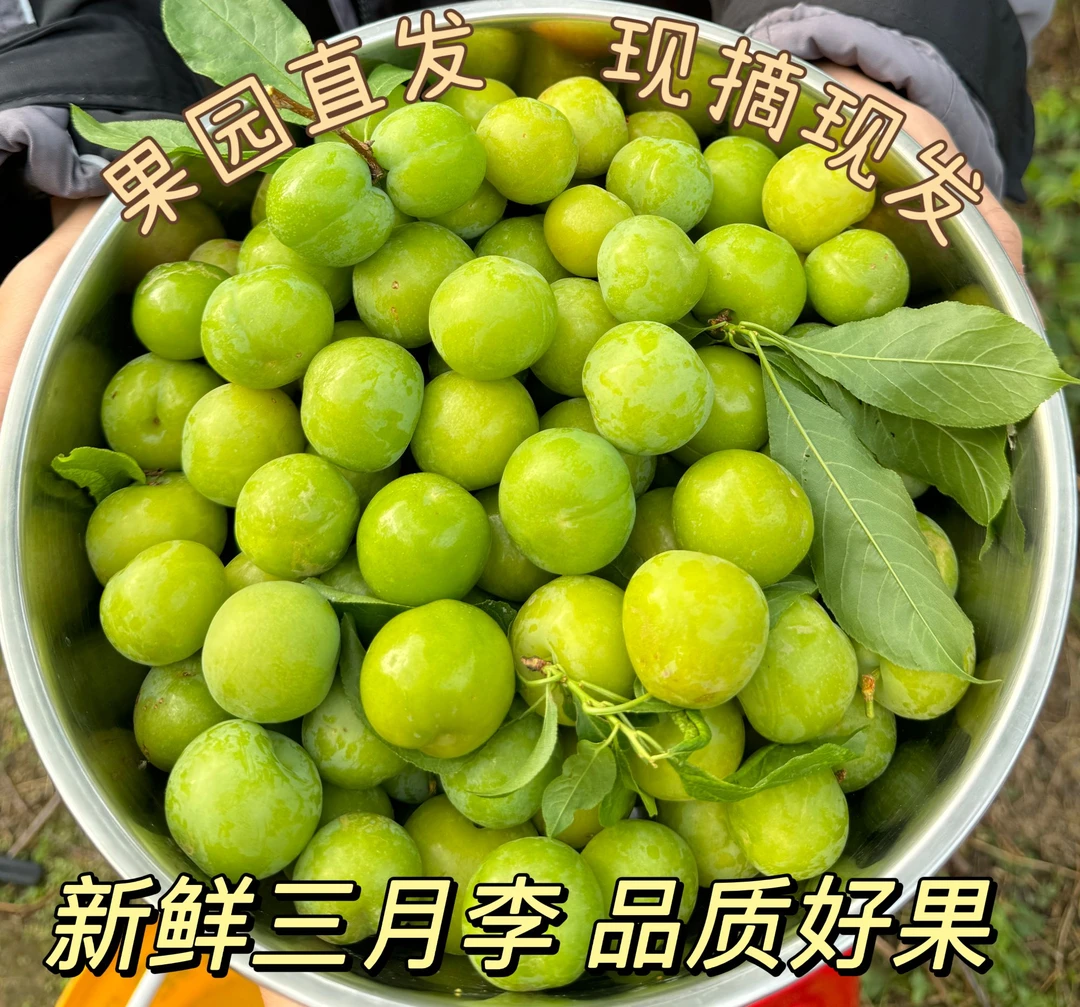 【果农推荐】5斤装 新鲜三月李酸脆李子孕妇爱吃纯生态水果 送椒盐