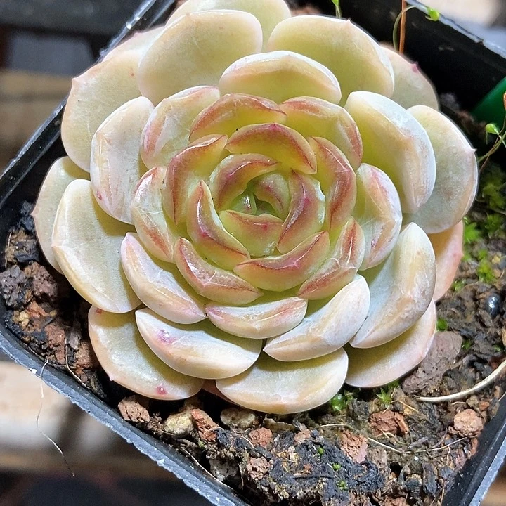 多肉植物容晶601