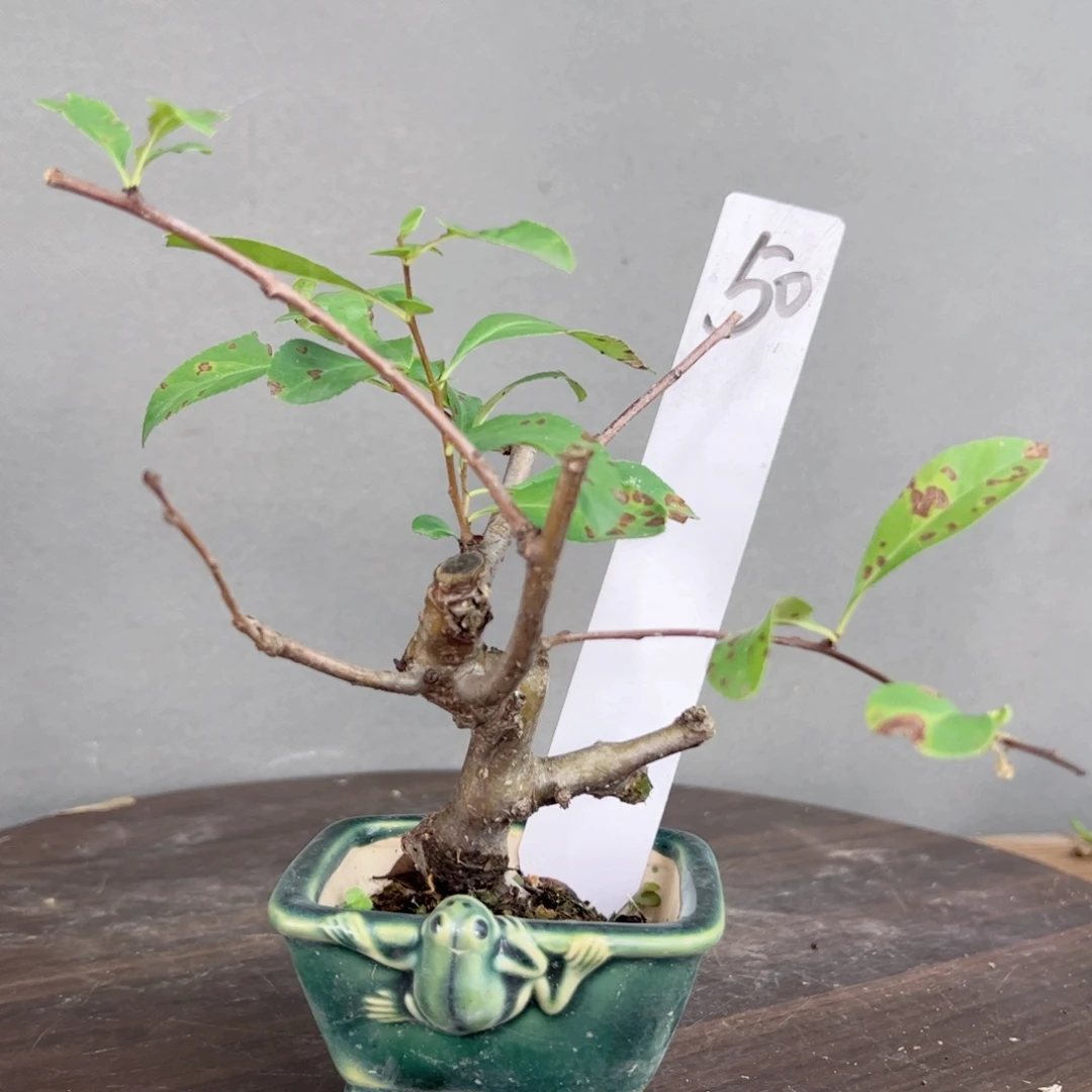 梁***生50顺丰到付。