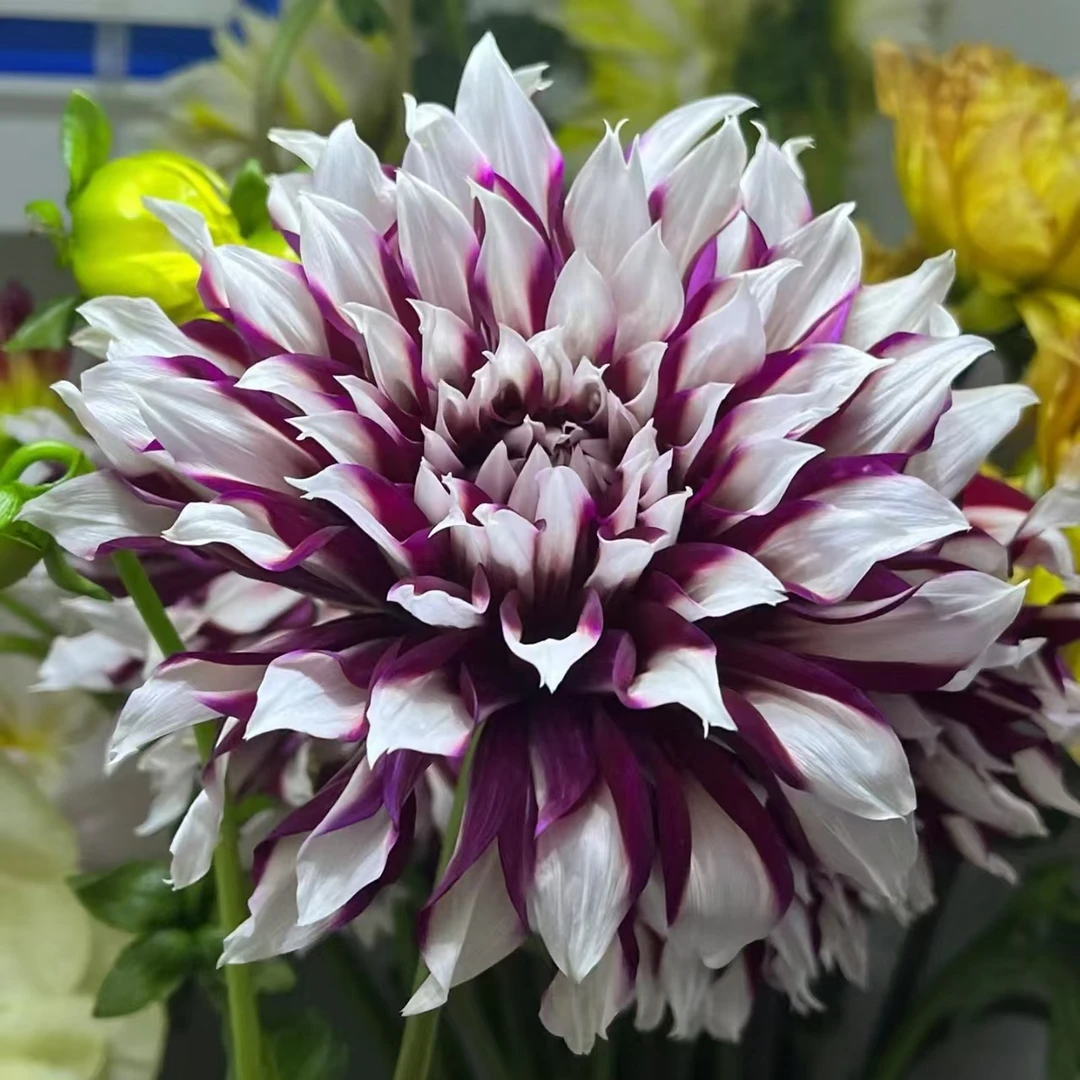 【墨水】 进口大丽花种球对版发货