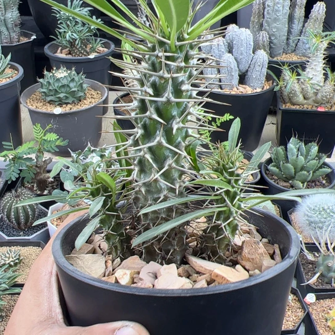 霸王树一物一拍脱土发