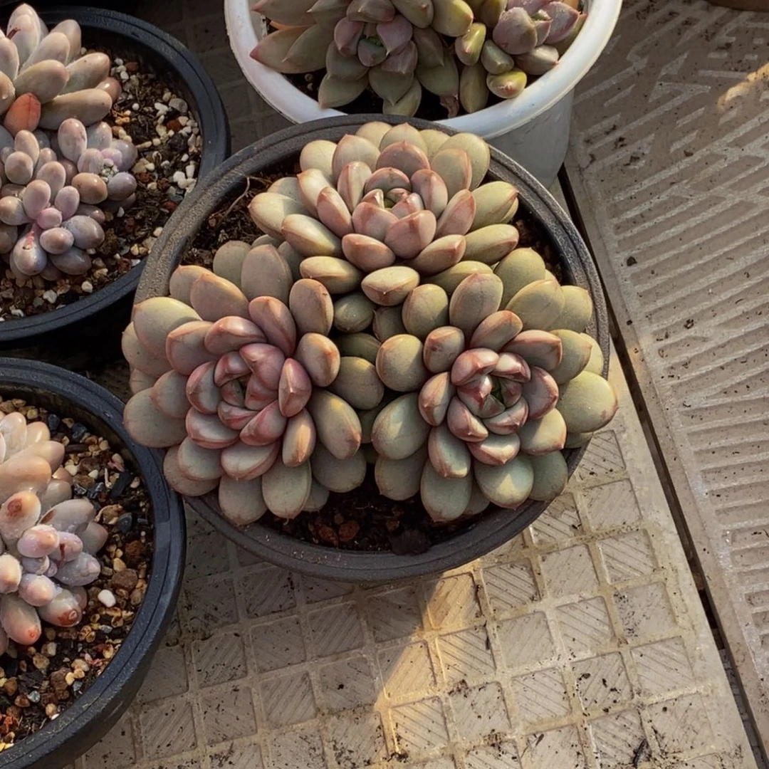 不****?48包邮一物一拍多肉植物