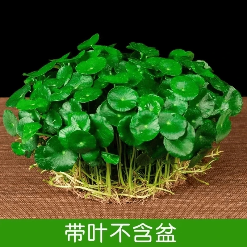 铜钱草水培盆栽室内室外花草招财金钱草绿植吸甲醛绿植四季好养活