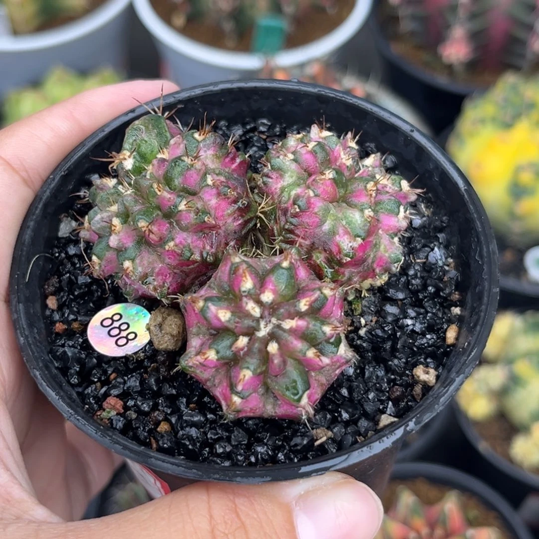 888   带盆土发货