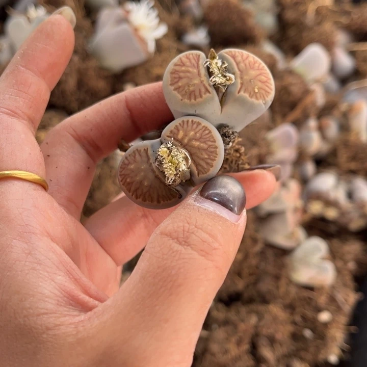 双头菊文章8888888888