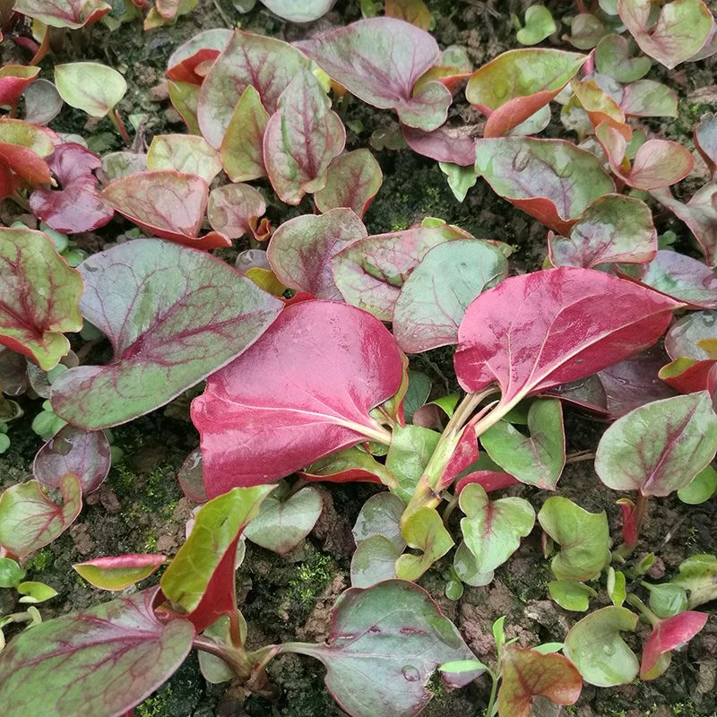 贵州折耳根现挖折耳根新鲜拌凉即食嫩叶嫩根叶子现摘发货