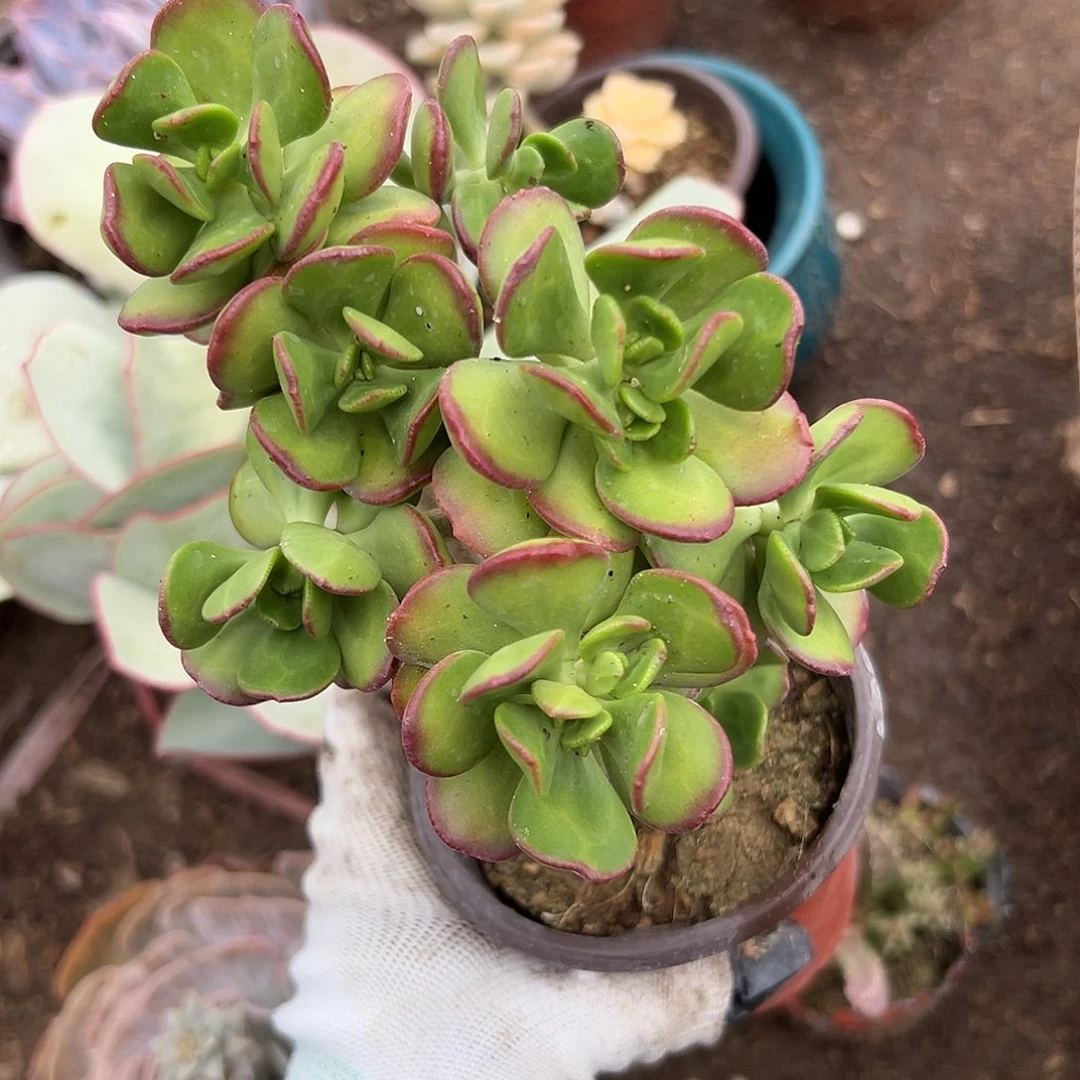 嘟豆我小心翼翼中央音乐学院