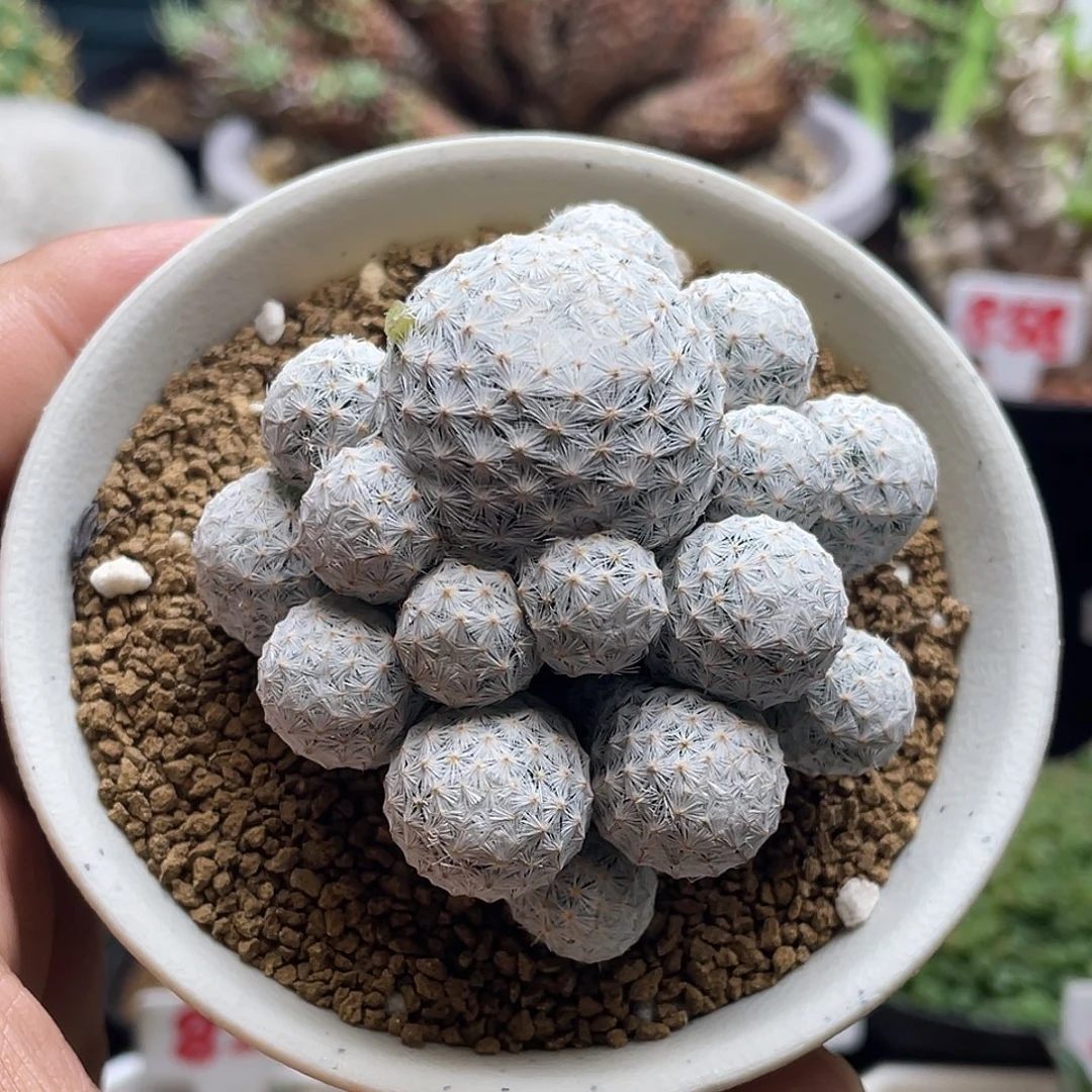 大玉白鸟仙人球多肉