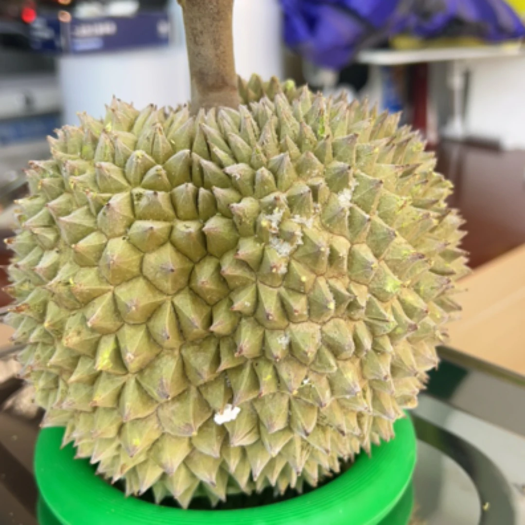 马来西亚 D200黑刺液氮榴莲 3.2-3.6斤398/颗