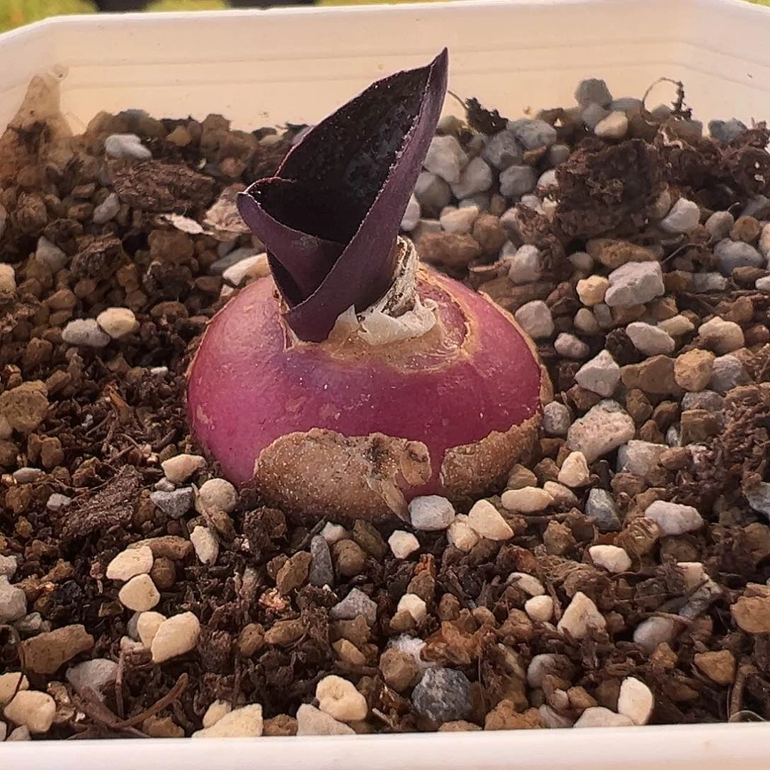 173号紫镜12.4多肉