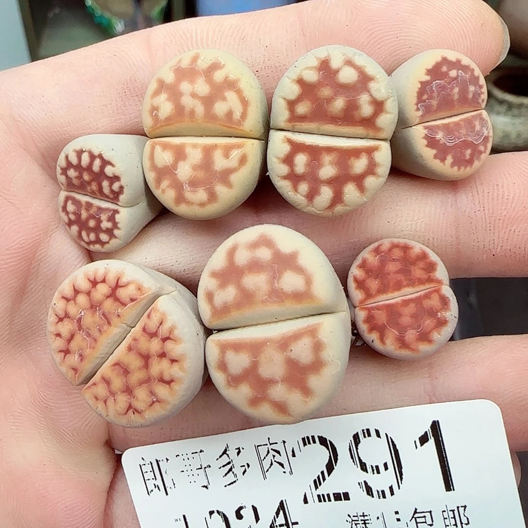 满满18包邮1024-291