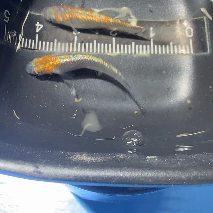 青鳉鱼4号拍品海王星