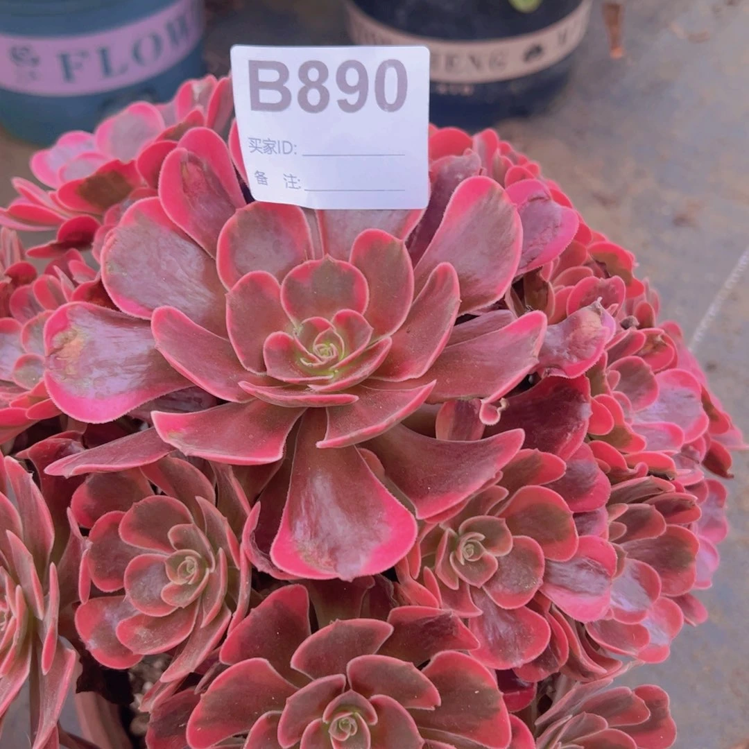 890，爱神多肉植物法师