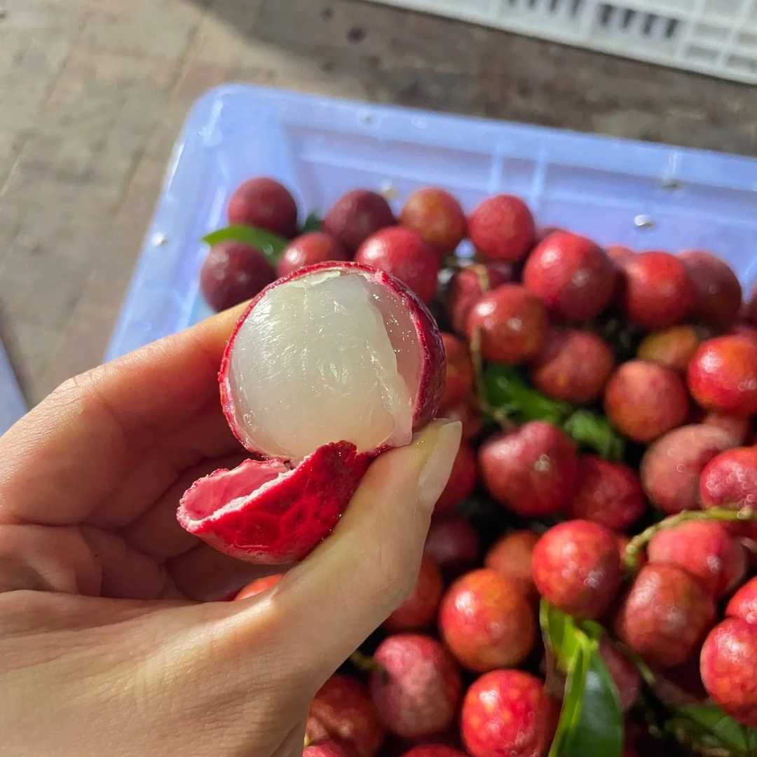 【富贵专属次日达】红花荔枝 口感甜润顺丰包邮