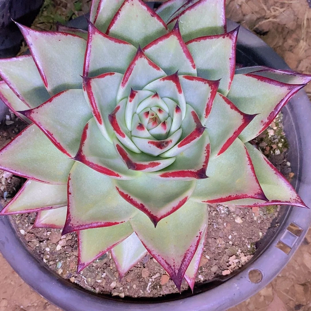 多肉植物乌木红遍