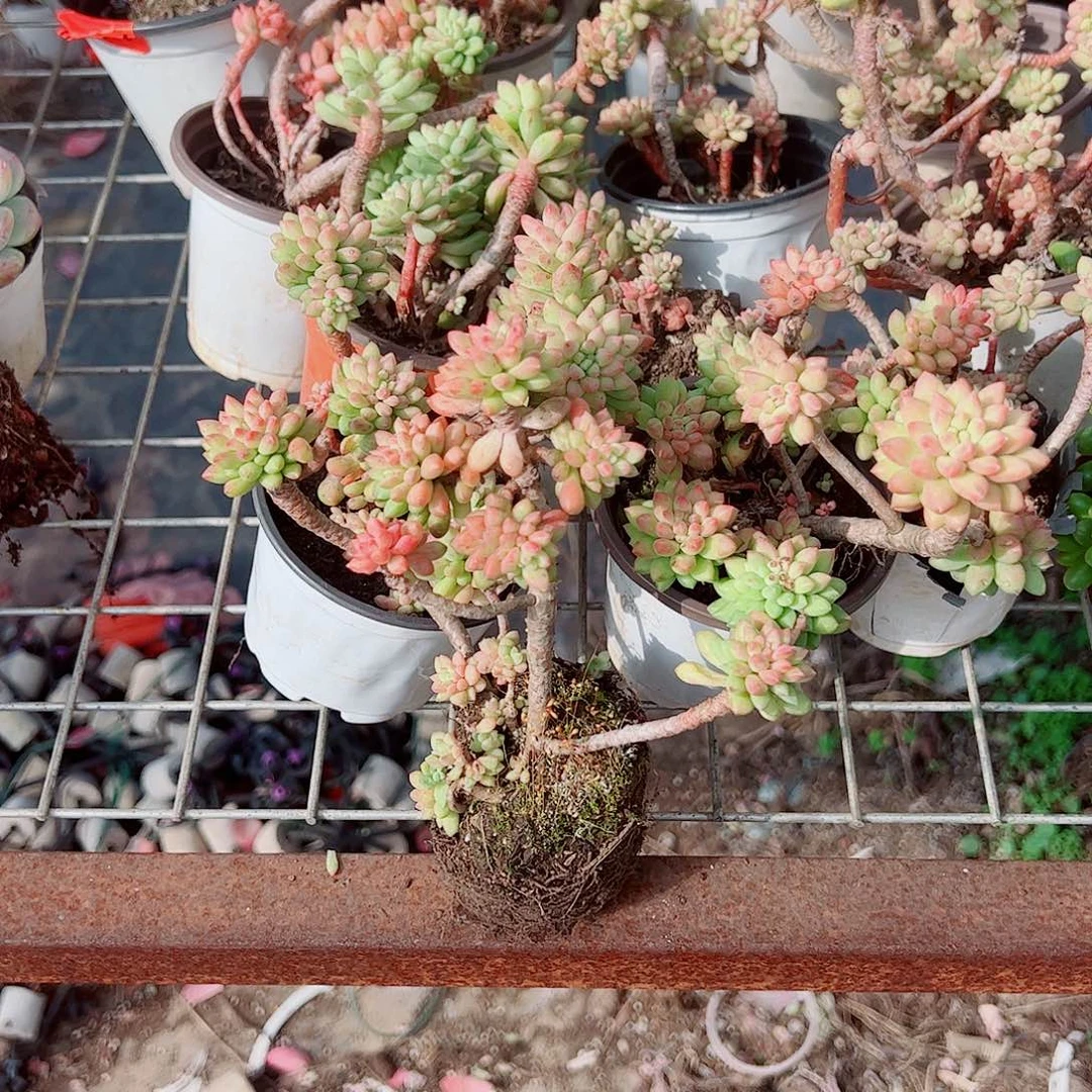 龙骨玉坠精品特价精品三盆
