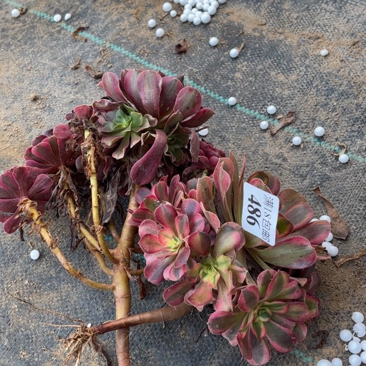 486美杜莎2颗不太圆1