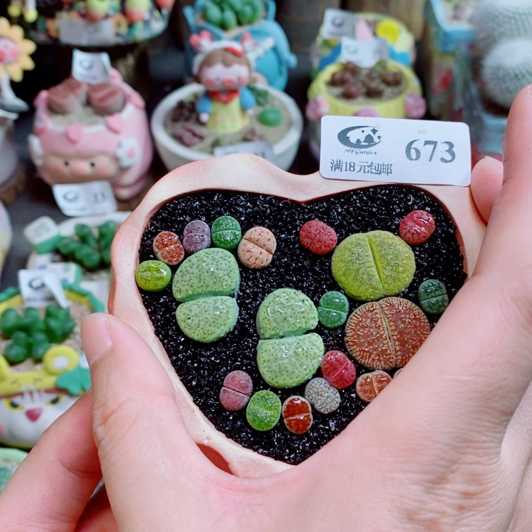 生石花花花花花花673