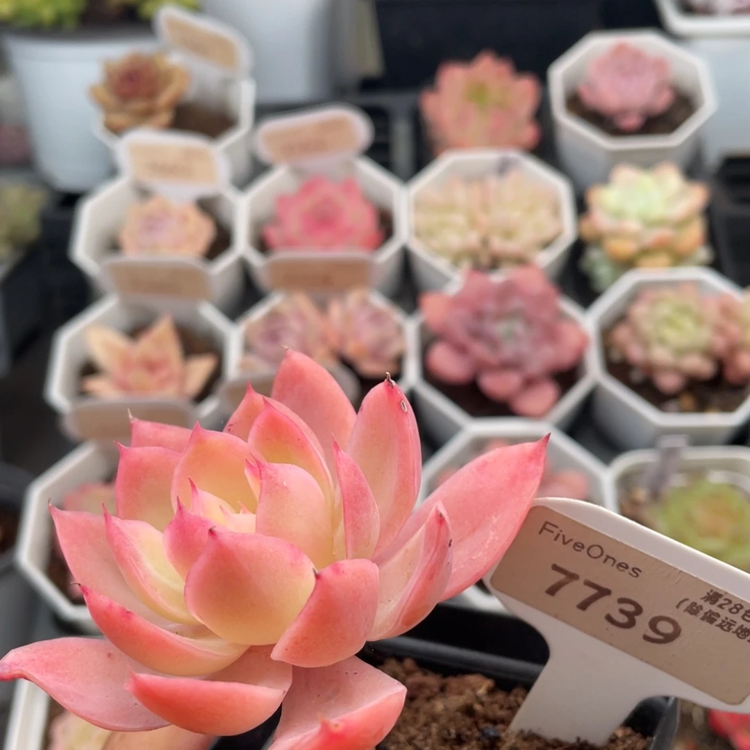 丝绸面纱7739-7.0厘米