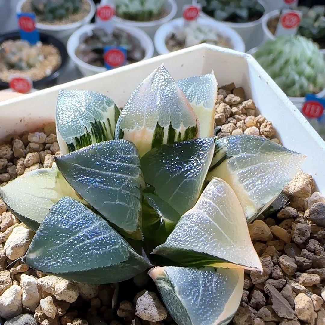 223号中岛克锦一物一拍带盆土