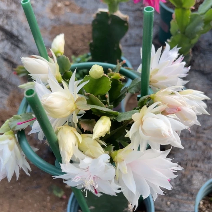 用***860号白重，88886666