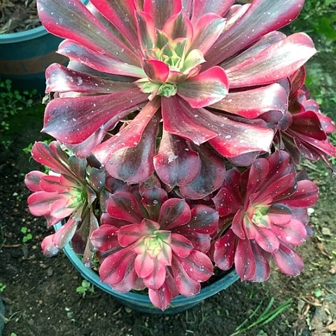 ?**梦1955美杜莎多肉植物