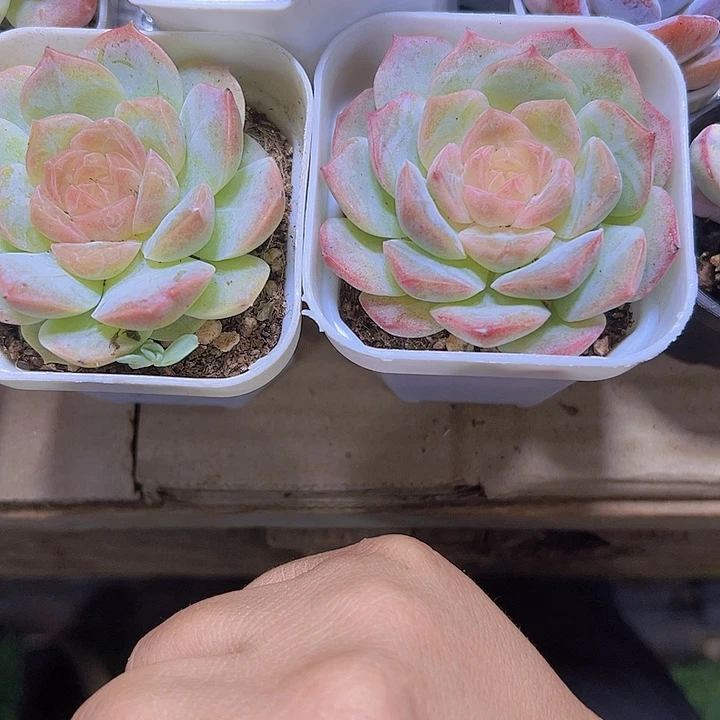 梦幻泡影19包邮多肉