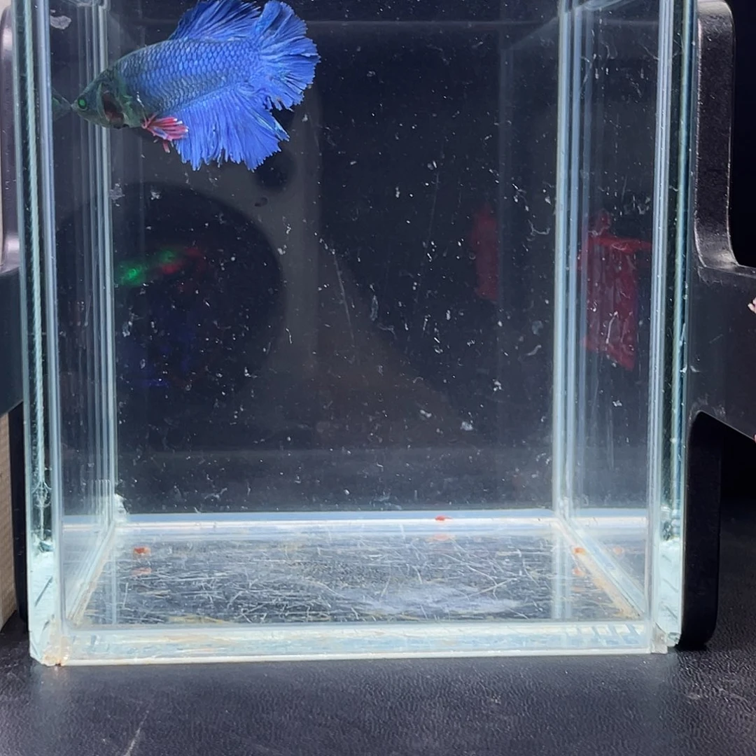 斗鱼48号97早绿魔绣球