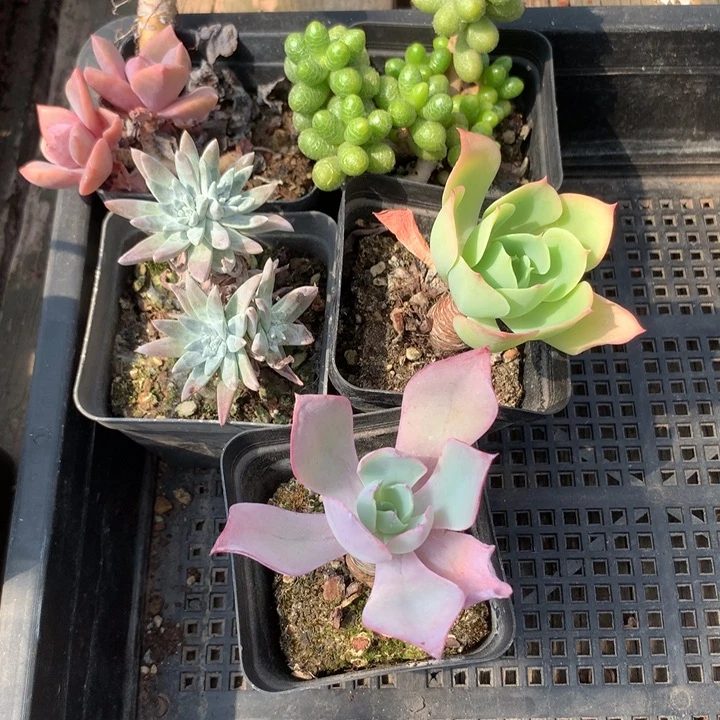 *****老桩一组5棵多肉植物