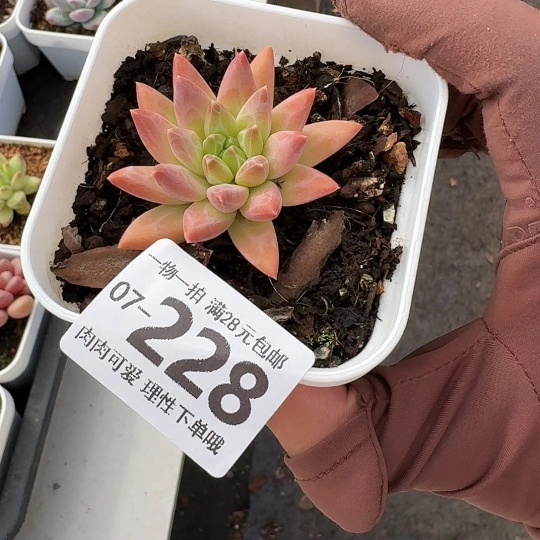 陨石多肉无盆土发货无盆土发货无