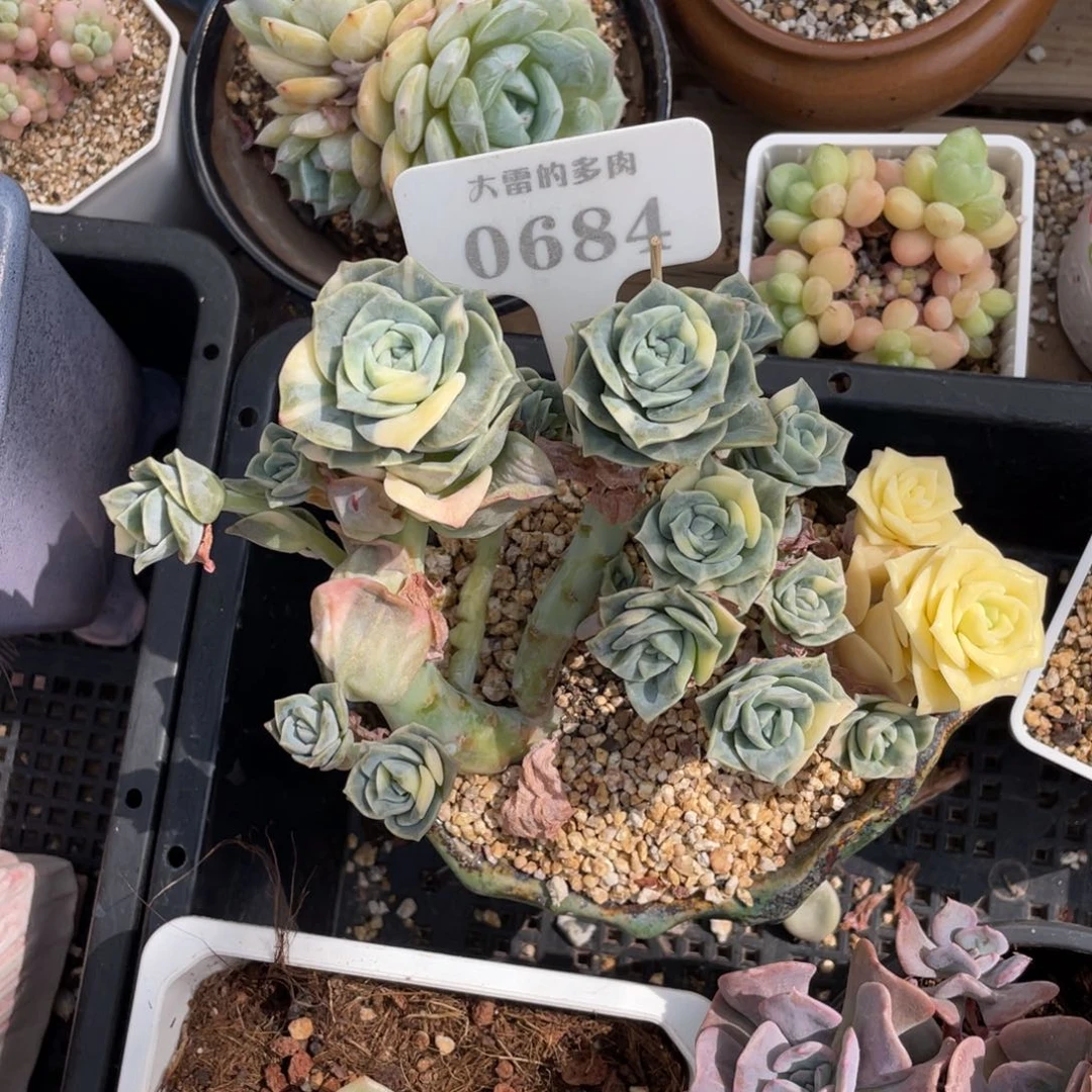 丶**勺0684可爱玫瑰锦不带盆16厘米
