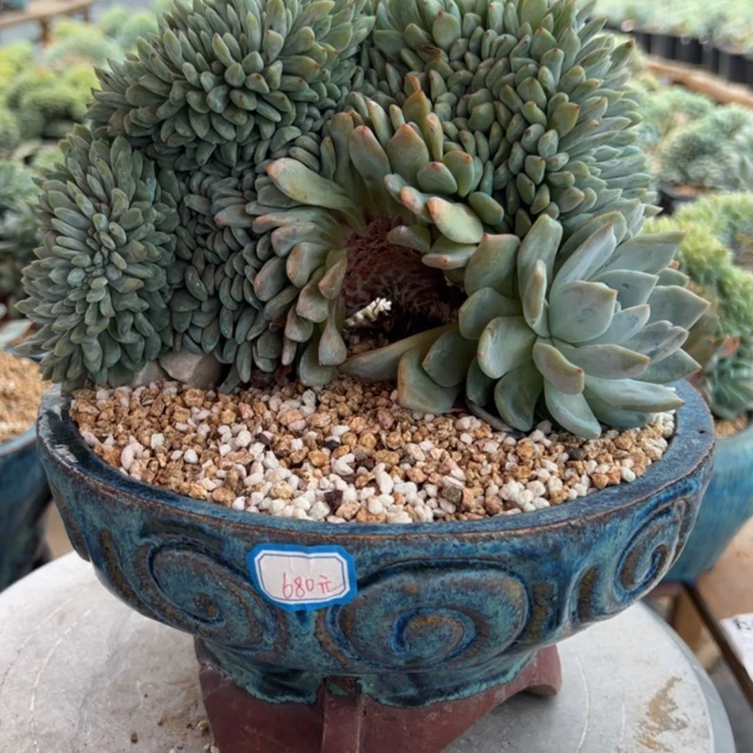 C***a地地道道的点点滴滴