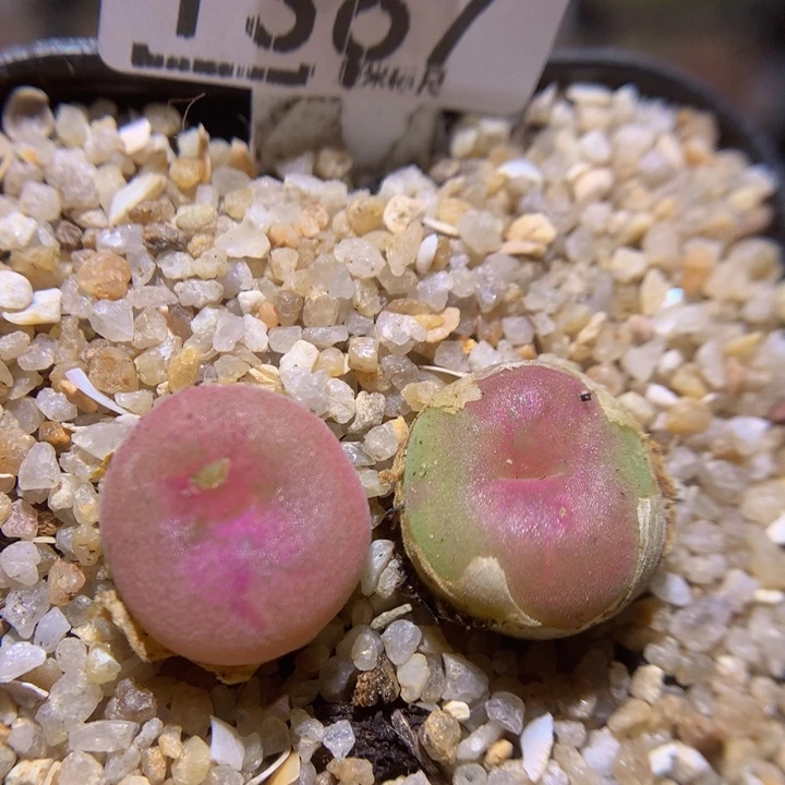 Zzz精品生石石1357疤特