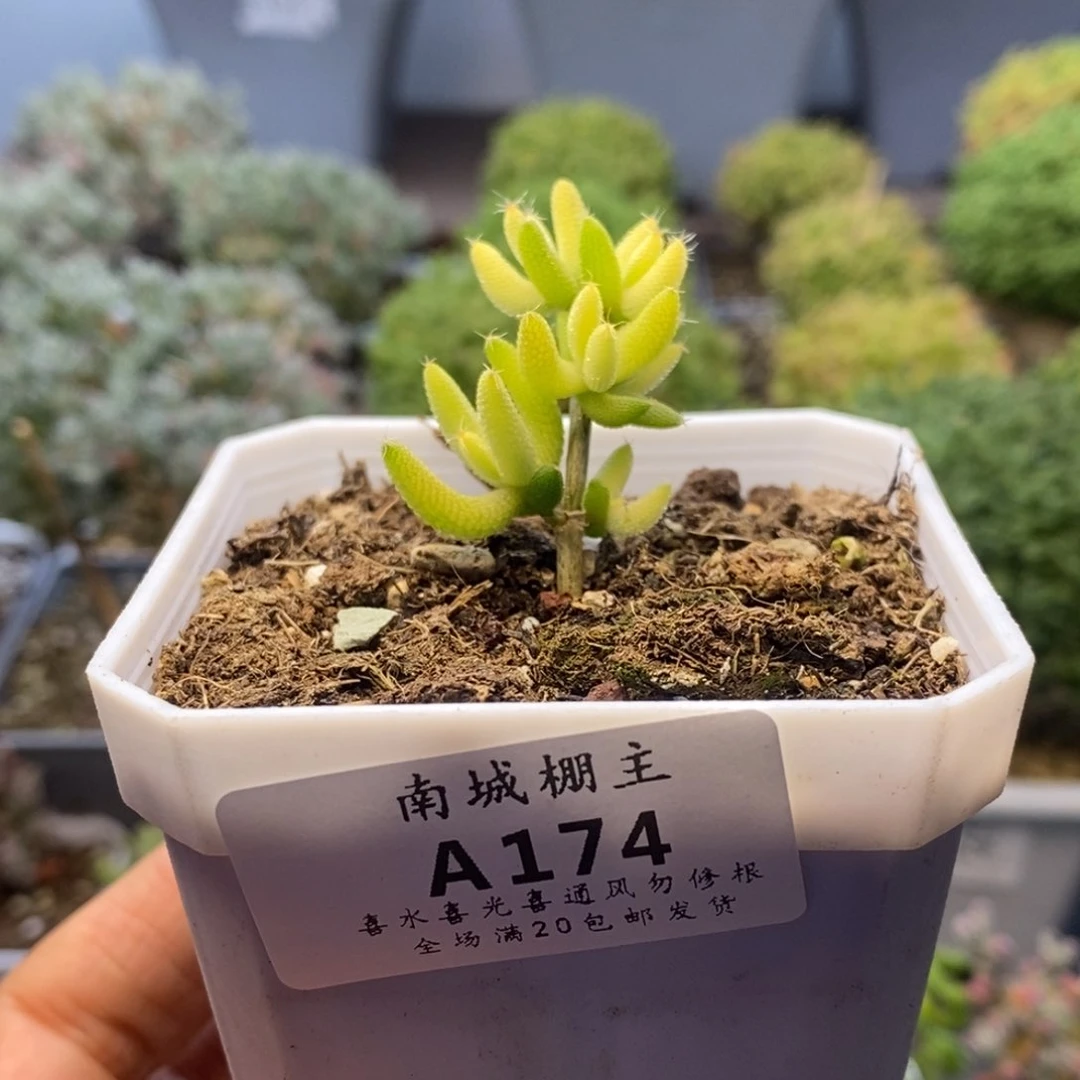 174玉米枝干番杏