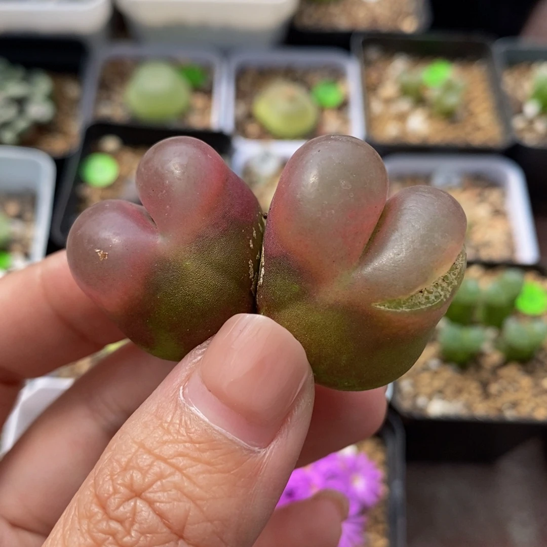 2.3/2.5（疤）多肉植物312