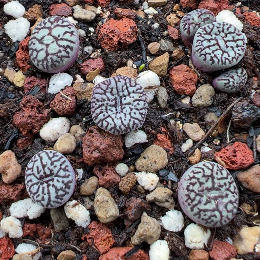 11.7好看的多肉脱土发货732