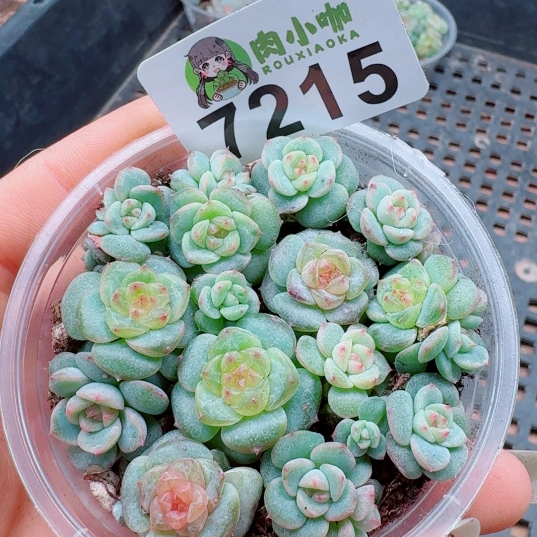 多肉植物多肉植物