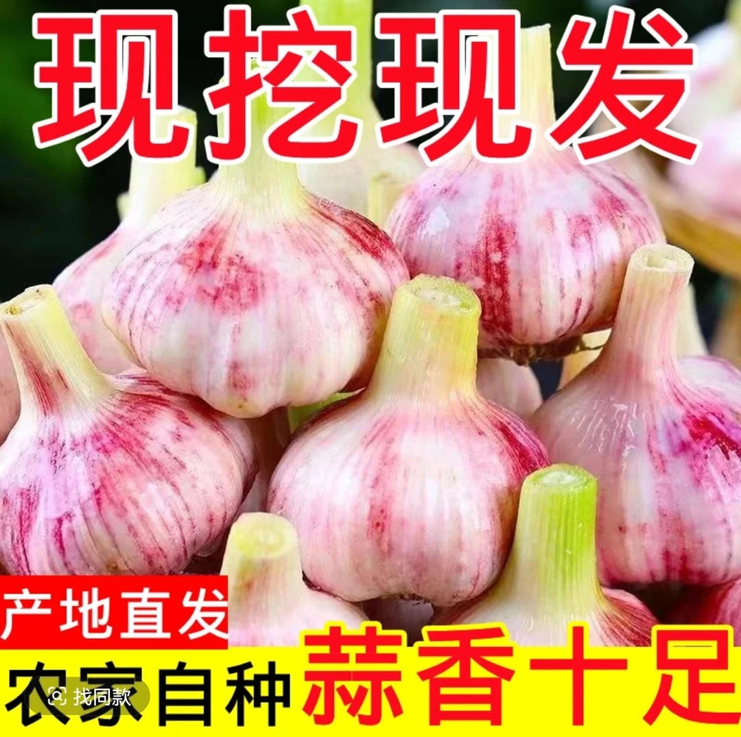 【河南新鲜大蒜】2025年河南开封杞县现挖新鲜紫红皮大蒜