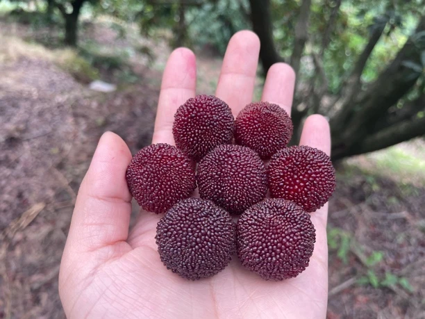 正宗浙江仙居杨梅鲜果自然熟东魁荸荠当季孕妇新鲜水果现摘现发甜