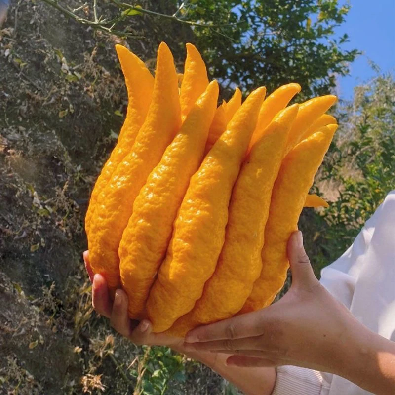 东亚先生直播链接瓜-非瓜一物一拍