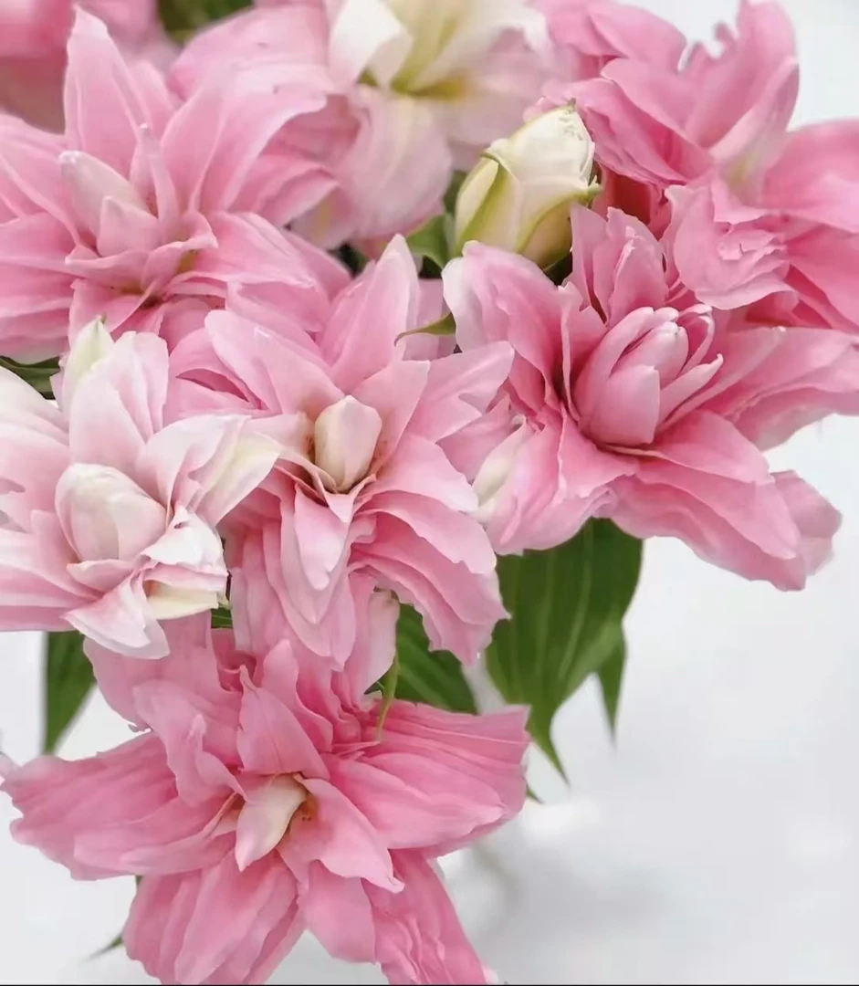 四季可种1颗《戴安娜》16/18重瓣香水百合花球