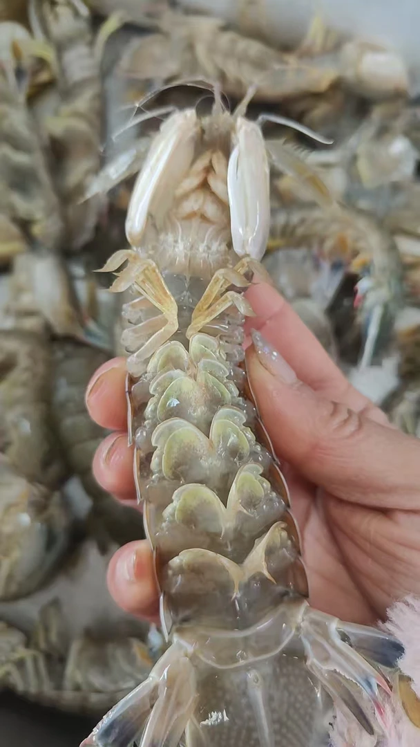 丹东东港本地纯公活大虾爬子