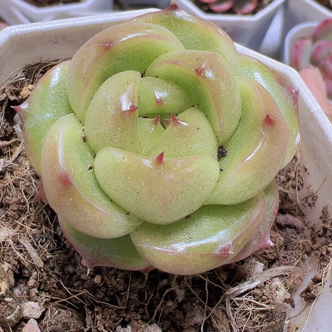 灯泡珍妮19包邮度肉植物