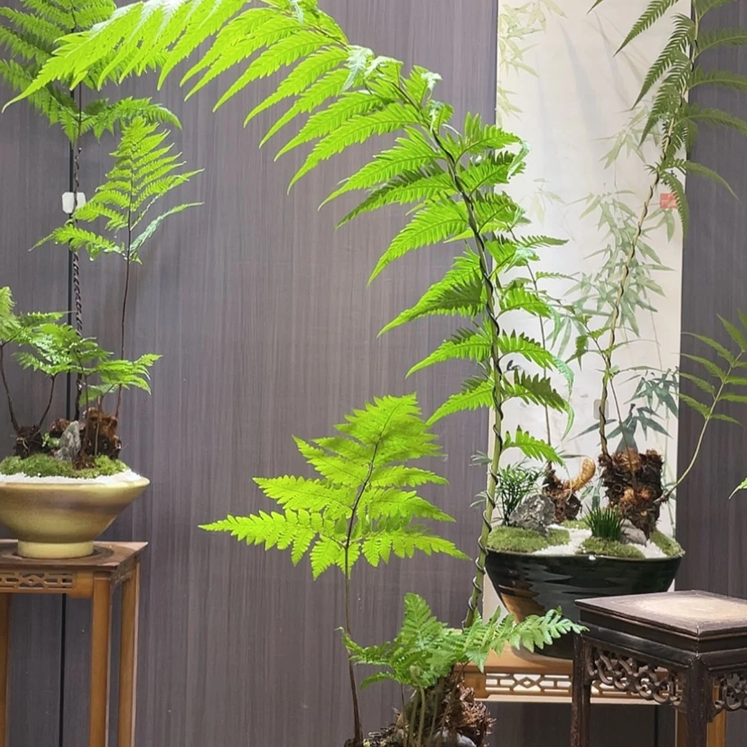 【闪购商品】牛*蕨