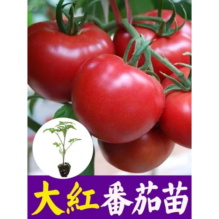 大红番茄种苗老品种四季蔬菜番茄秧苗高产优质种苗穴盘苗
