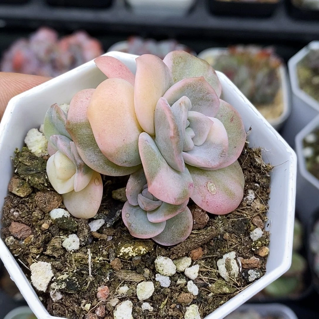 可爱玫瑰锦30包邮非偏远